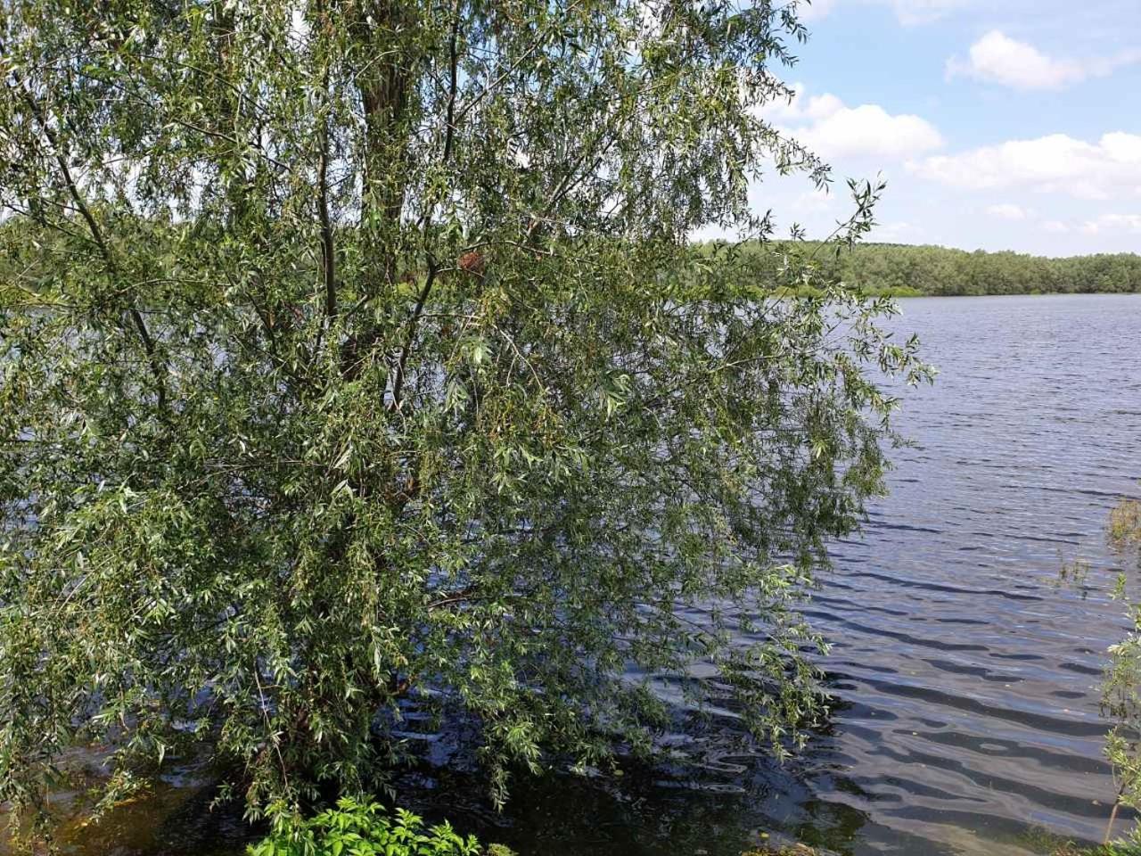 B&B Bela Vrba Backo Novo Selo Eksteriør billede